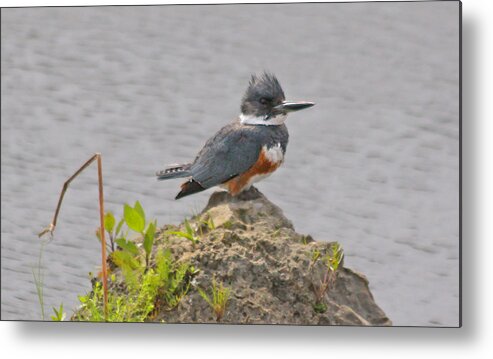 Kingfisher Metal Print featuring the photograph Kingfisher by Dart Humeston