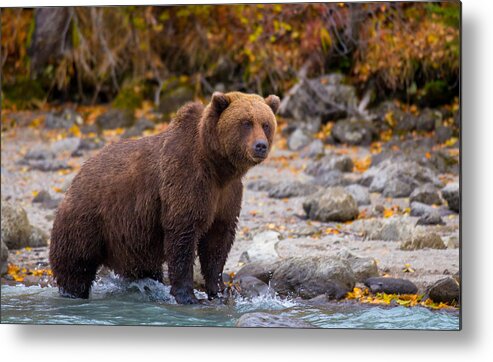 Bear Metal Print featuring the photograph Lake Scan by Kevin Dietrich