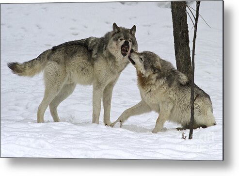 Nina Stavlund Metal Print featuring the photograph Lets Play... by Nina Stavlund