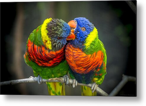 Rainbow Lorikeets Metal Print featuring the photograph Listen by Phil Abrams