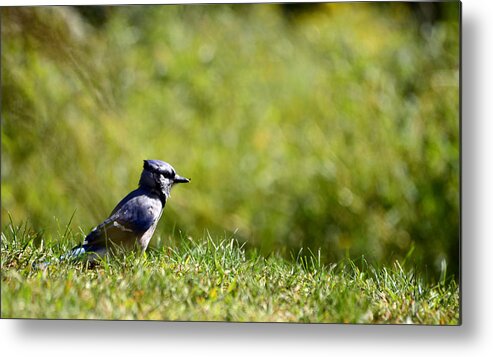 Blue Jay Metal Print featuring the photograph Lonesome and Blue by Lori Tambakis