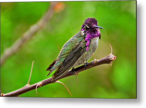 Hummingbird Metal Print featuring the photograph Male Costa's Hummingbird takes Point by Evelyn Harrison