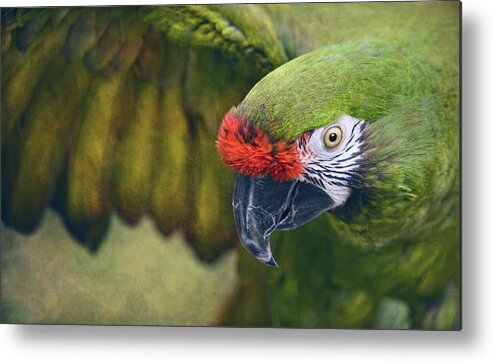 Parrots Metal Print featuring the photograph Marlie by Pat Abbott