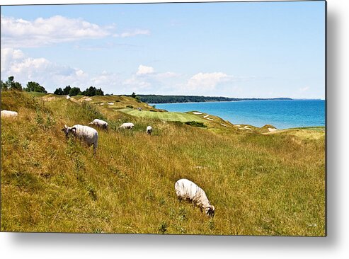 Sheep Metal Print featuring the photograph Mind if I Play Through by Scott Pellegrin