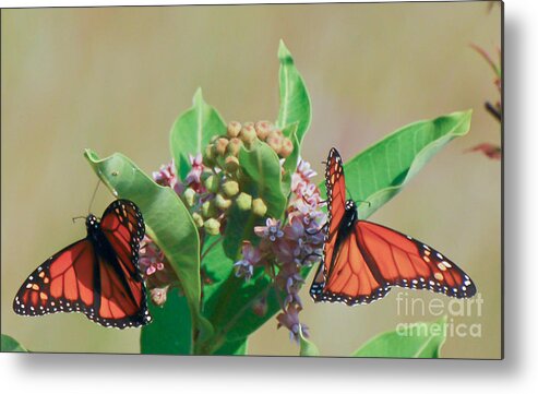 Monarch Butterfly Gathering Metal Print featuring the photograph Monarch Gathering by Kerri Farley