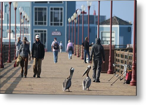 Wild Metal Print featuring the photograph Morning Stroll by Christy Pooschke