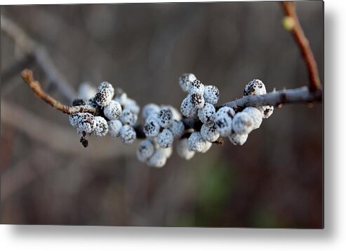 Nonpareils Metal Print featuring the photograph Nonpareils by Elizabeth Sullivan