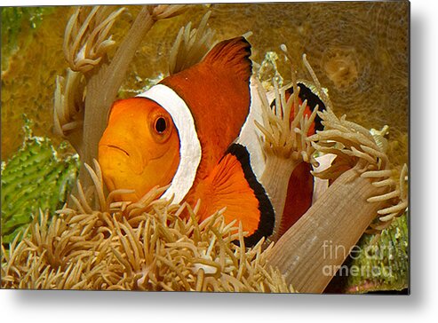 Ocellaris Clown Fish Metal Print featuring the photograph Ocellaris Clown Fish No 1 by Jerry Fornarotto