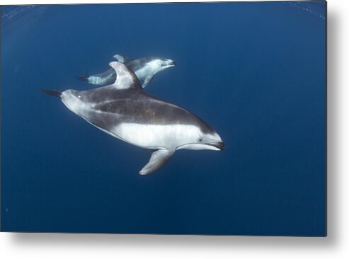 534182 Metal Print featuring the photograph Pacific White-sided Dolphins by Richard Herrmann