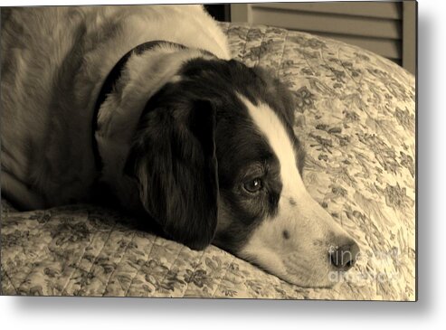 Animals Metal Print featuring the photograph Pet Portrait-Waiting for Mom by Laura Wong-Rose