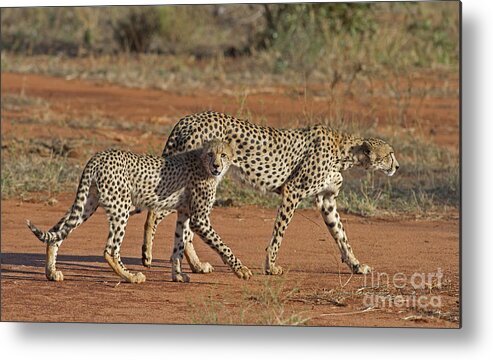 Festblues Metal Print featuring the photograph Raw Power... by Nina Stavlund