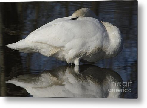 Swan Metal Print featuring the photograph Reflect by Randy Bodkins