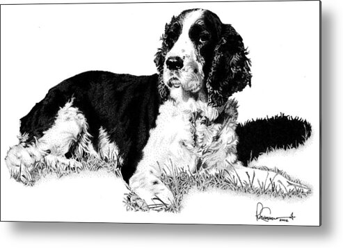 Dog Metal Print featuring the drawing Springer by Rob Christensen