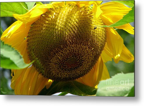 Sunflowers Metal Print featuring the photograph Sunflower Seed head Macro by Rose Santuci-Sofranko
