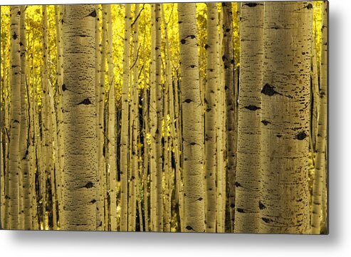 Aspen Trees Metal Print featuring the photograph The Aspen Tree Forest by Teri Virbickis