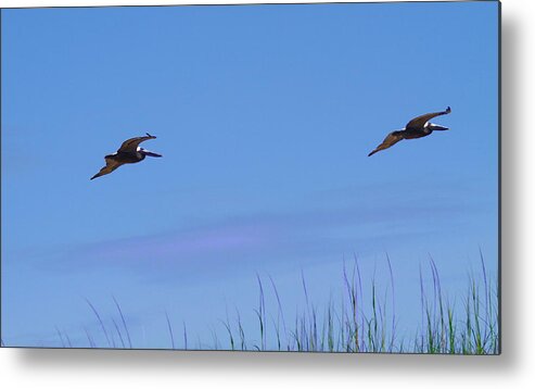 Pelican Metal Print featuring the photograph Two Pelicans in Flight 2 by Cathy Lindsey