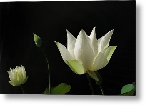 Garden Metal Print featuring the photograph White Lotus Profile by Deborah Smith