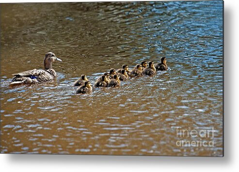 Wild Duck And Her Ducklings Metal Print featuring the photograph Wild Duck and her ducklings by Torbjorn Swenelius