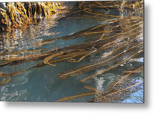 Afloat Metal Print featuring the photograph Winged Kelp by Nancy Sefton