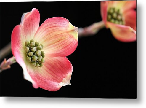 Woof Metal Print featuring the photograph Woof Pink Dogwood by JC Findley