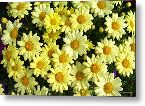  Metal Print featuring the photograph Yellow Flowers 02 by Brian Gilna