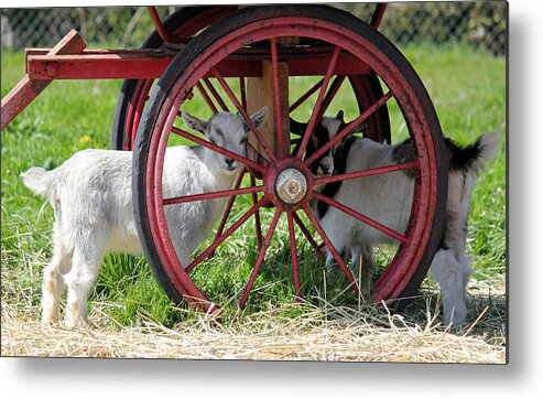 Animals Metal Print featuring the photograph You Can't See Me by E Faithe Lester