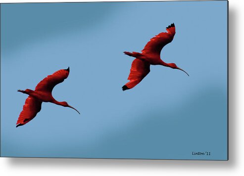 Scarlet Ibis Metal Print featuring the photograph Scarlet Ibis by Larry Linton