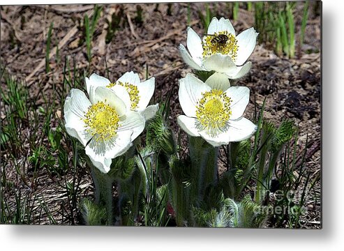 Anemone Metal Print featuring the photograph Anemone and Bee by Charles Robinson
