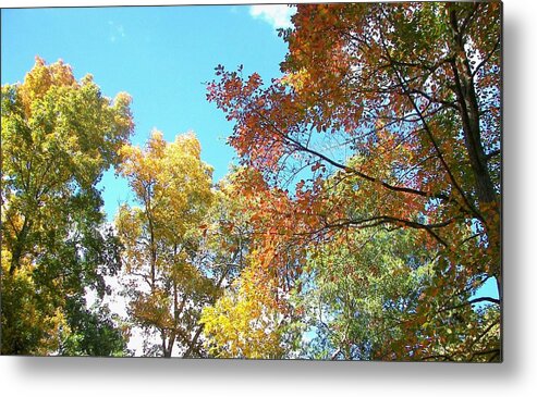 Nature Metal Print featuring the photograph Autumn's Vibrant Image by Pamela Hyde Wilson