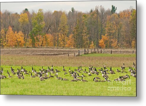 Geese Metal Print featuring the photograph Before the Trip South by Cheryl Baxter