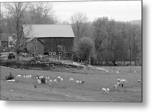 Spring Lambs Metal Print featuring the photograph Connecticut Sheep Farm by Kim Galluzzo