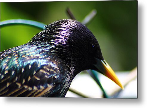 Bird Metal Print featuring the photograph European Starling 2 by Scott Hovind