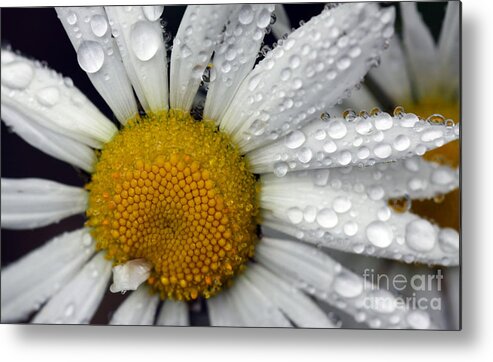 Daisy Metal Print featuring the photograph Excuse Me by Brenda Giasson