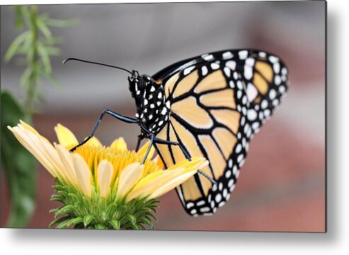 Monarch Butterfly Metal Print featuring the photograph First Bloom by Katherine White