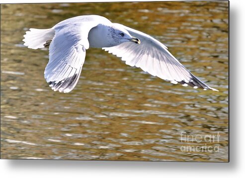 Birds Metal Print featuring the photograph Golden Waters by Elaine Manley