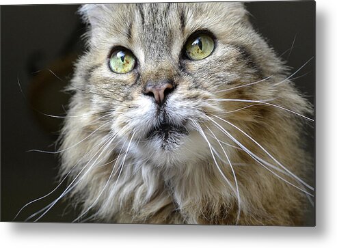 Maine Coon Metal Print featuring the photograph Lolas Whiskers by Fraida Gutovich