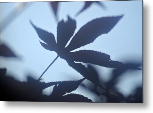 Maple Leaf Shadow Metal Print featuring the photograph Maple shadow by Douglas Pike