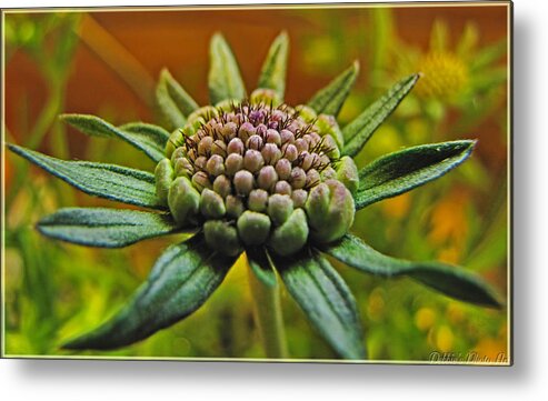 Flowers Metal Print featuring the photograph Pinchshin bud by Debbie Portwood