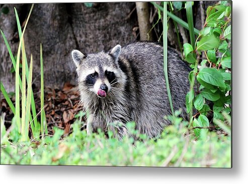 Wild Life Metal Print featuring the photograph Raccoon by Bill Hosford