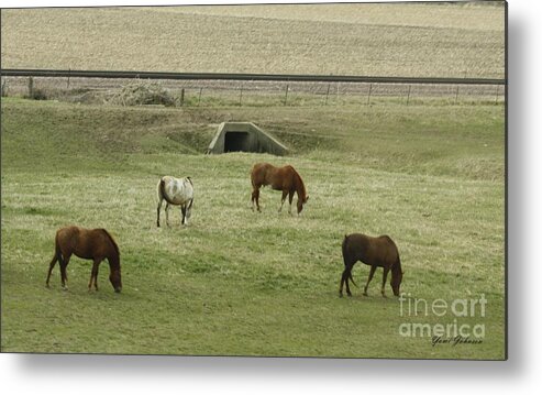 Horse Metal Print featuring the photograph Splendor of Horses by Yumi Johnson