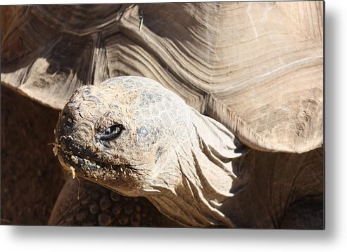 Tortoise Metal Print featuring the photograph Tortoise by Kim Galluzzo