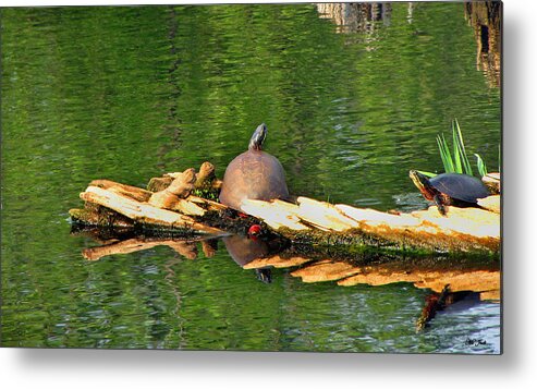 Turtle Photographs Metal Print featuring the photograph Turtle Sunbathing by Ms Judi