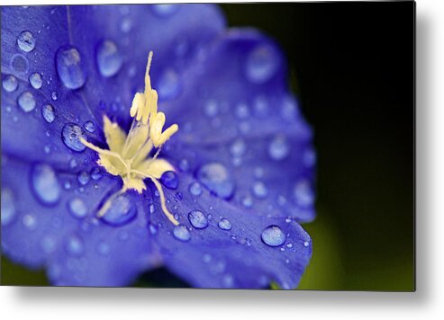 Flower Metal Print featuring the photograph Water the Soul by Melanie Moraga