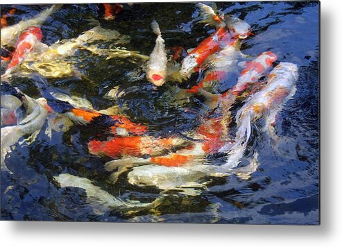 Koi Fish/koi Pond Water Metal Print featuring the photograph White In The Middle by Dan Menta