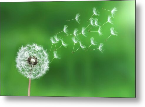 Abstract Metal Print featuring the photograph Dandelion seeds #1 by Bess Hamiti