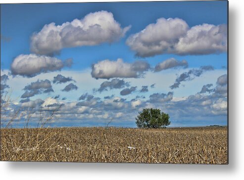 For Spacious Skies Metal Print featuring the photograph Lone Tree #1 by Sylvia Thornton