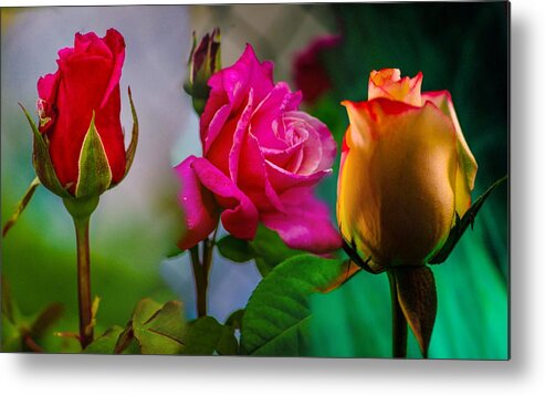 Rose Metal Print featuring the photograph Rose's #1 by Gerald Kloss