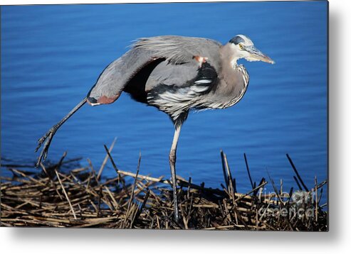 Great Blue Heron Metal Print featuring the photograph Stretch #1 by Paulette Thomas