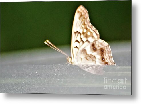 Butterflies Metal Print featuring the photograph Butterfly on my car5 by Merle Grenz