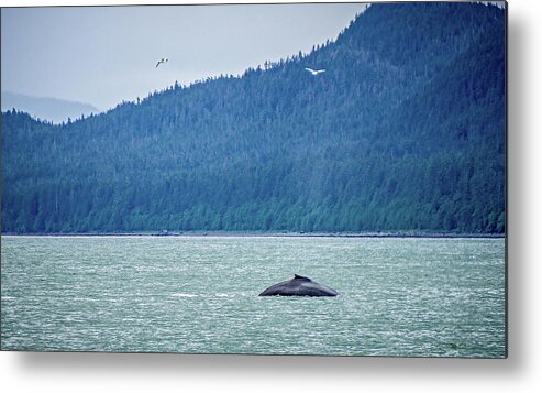 Tail Metal Print featuring the photograph Whale Watching On Favorite Channel Alaska #4 by Alex Grichenko